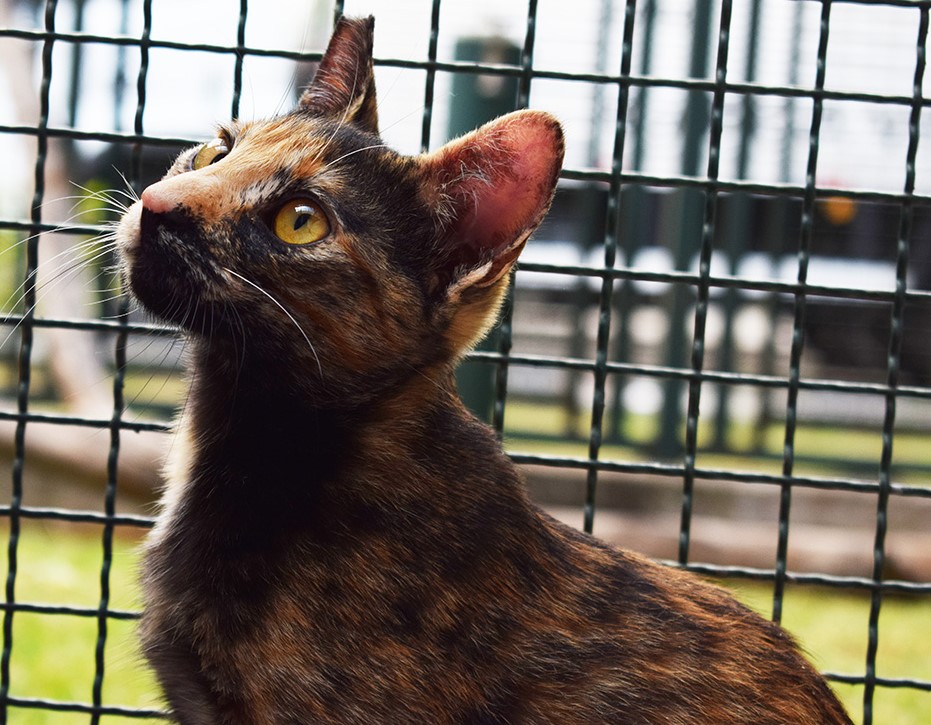 Fotografia da gatinha Inês. Ela é rajada nas cores marrom e preto. Ela tem os olhos amarelados, e está olhando para cima.